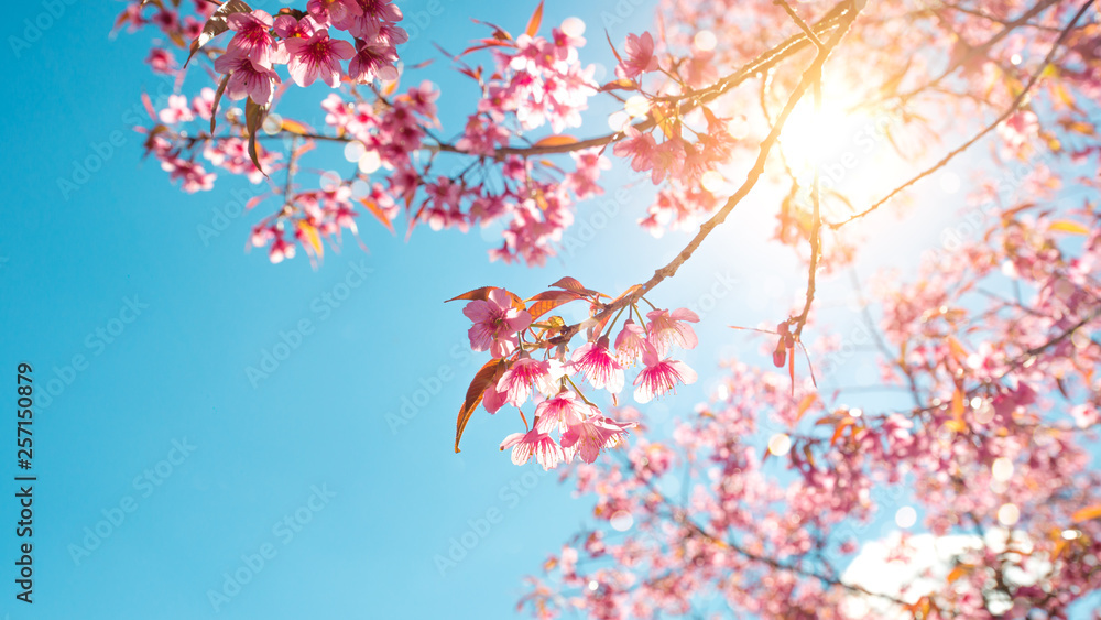 Beautiful sakura flower (cherry blossom) in spring. sakura tree flower on blue sky. Beautiful sakura flower (cherry blossom) in spring. sakura tree flower on blue sky.