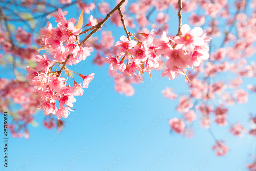 Beautiful sakura flower (cherry blossom) in spring. sakura tree flower on blue sky. Beautiful sakura flower (cherry blossom) in spring. sakura tree flower on blue sky.
