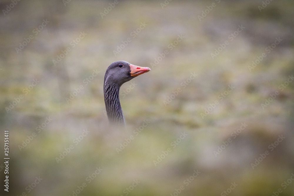 goose looking up goose looking up