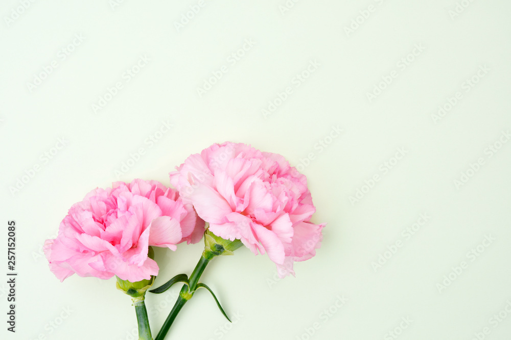 Pink carnation flowers for Mother's day on light green background Pink carnation flowers for Mother's day on light green background