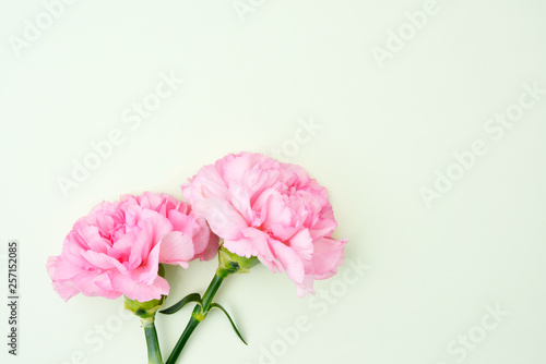 Pink carnation flowers for Mother's day on light green background
