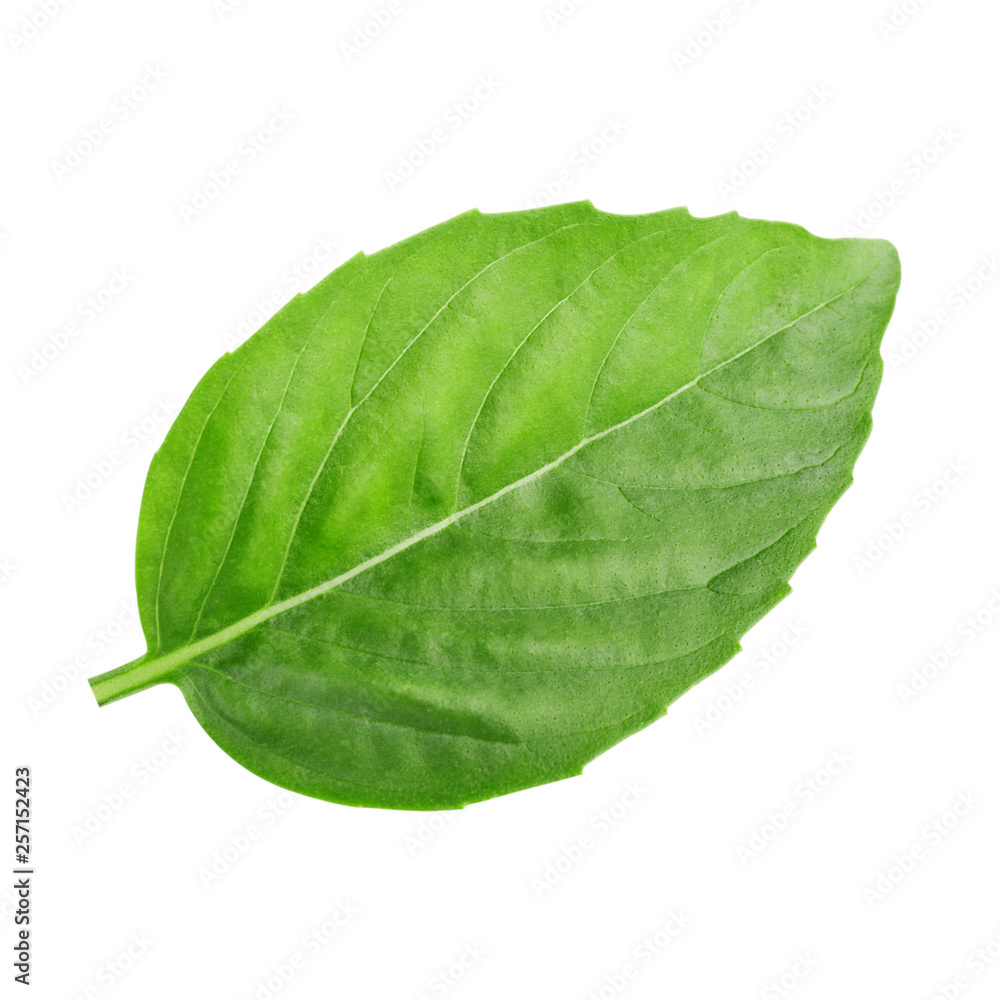 Obraz premium One leaf of basil