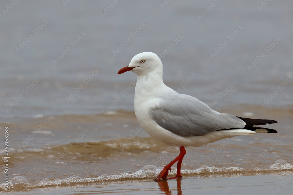 silver gull silver gull