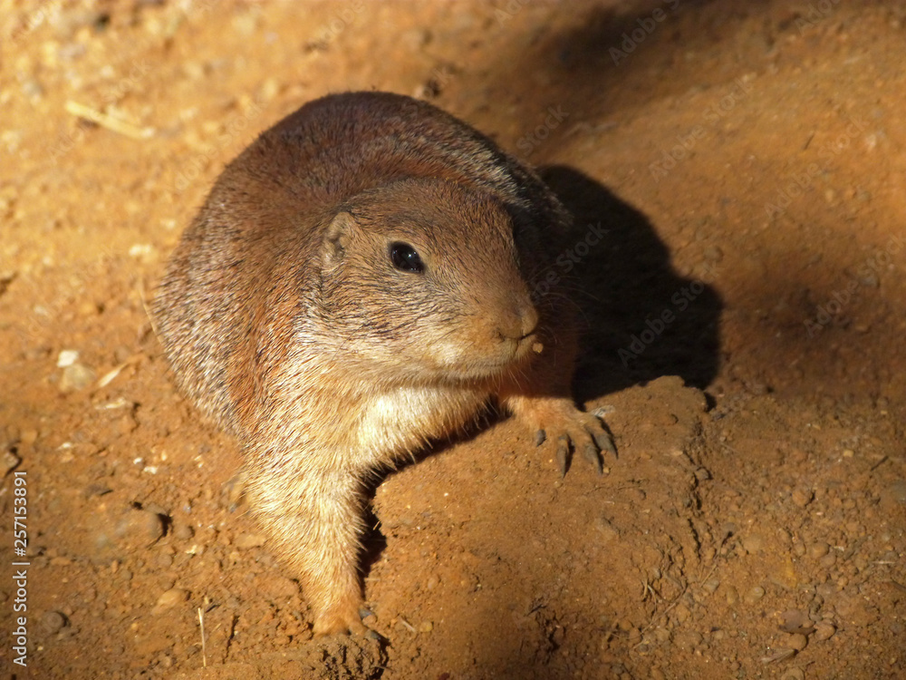 Obraz premium Black-tailed prairie dog (Cynomys ludovicianus)