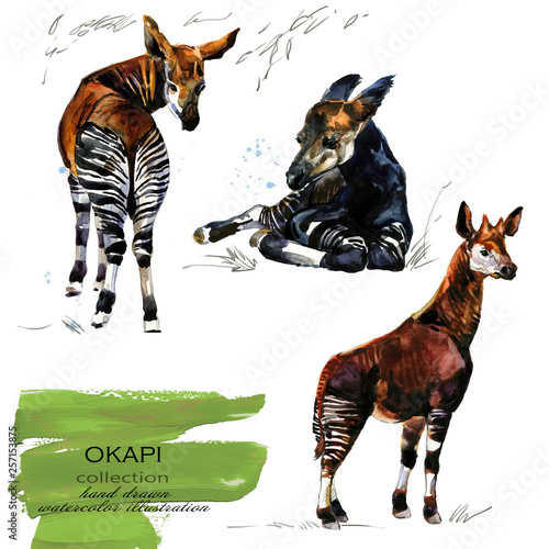 okapi giraffe hand drawn watercolor illustration  photo