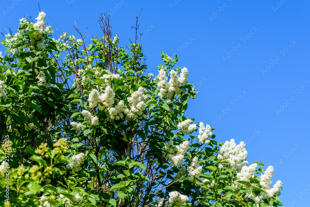 Blossoming branches of the white lilac tree on spring Blossoming branches of the white lilac tree on spring