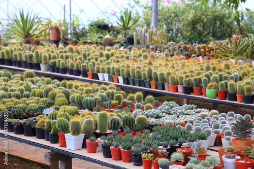 Shelve display of cactus and succulent in green house for dry loving plant garden