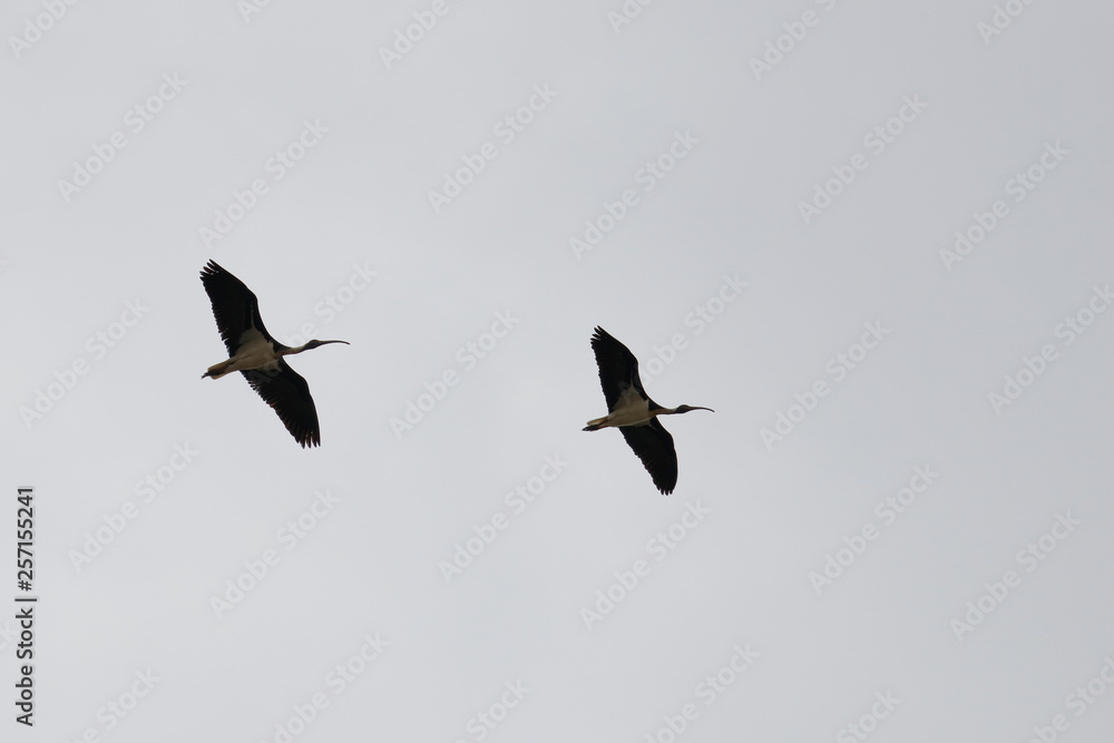 straw-necked ibis