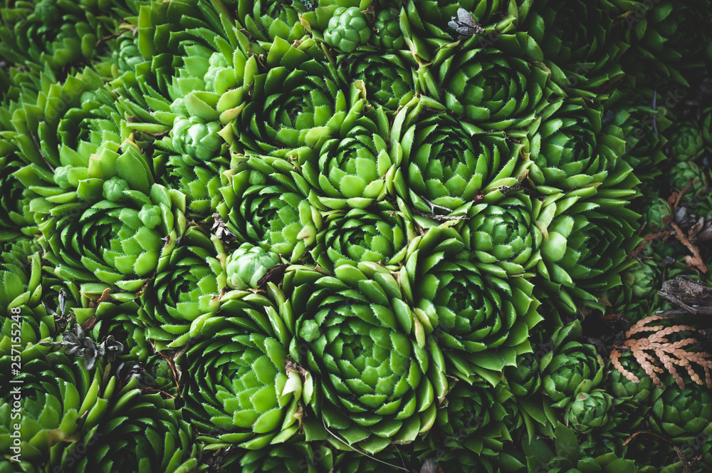 background of young green plants of succulents. Rejuvenated Sempervivum also known as the Stone Rose. background of young green plants of succulents. Rejuvenated Sempervivum also known as the Stone Rose.