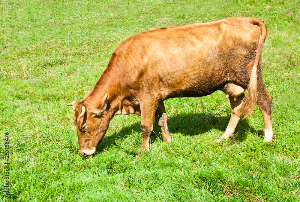 Brown cow grazing on the meadow in sunny day Brown cow grazing on the meadow in sunny day