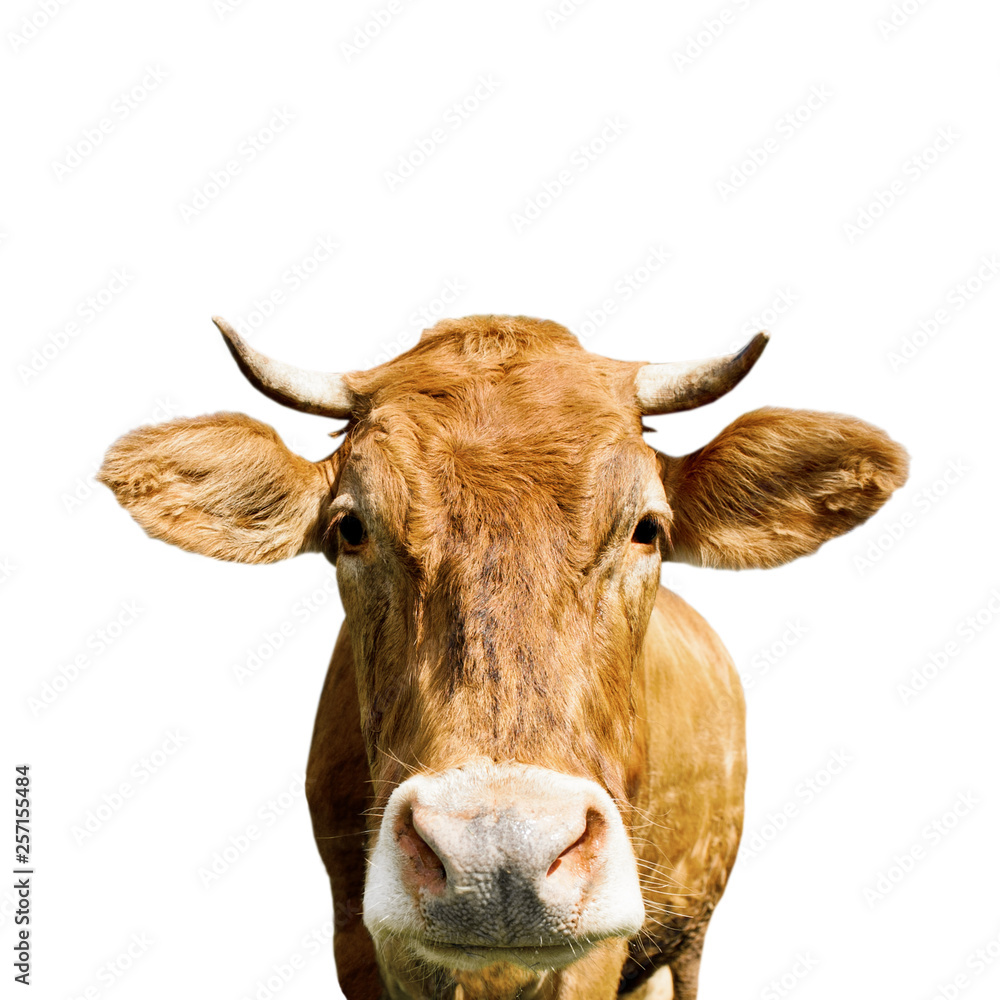 brown cow, isolated on white background brown cow, isolated on white background