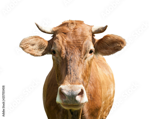 brown cow, isolated on white background