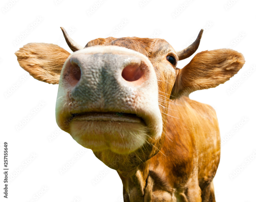 Brown cow, isolated on white background - obrazy, fototapety, plakaty 