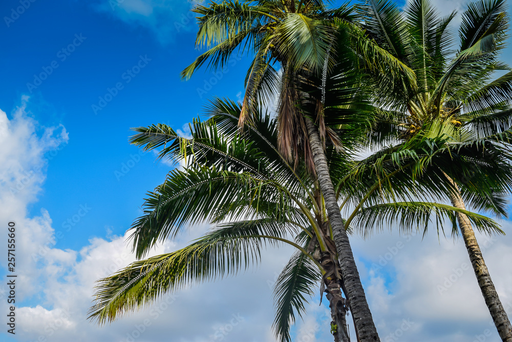 custom made wallpaper toronto digitalHawaii palms