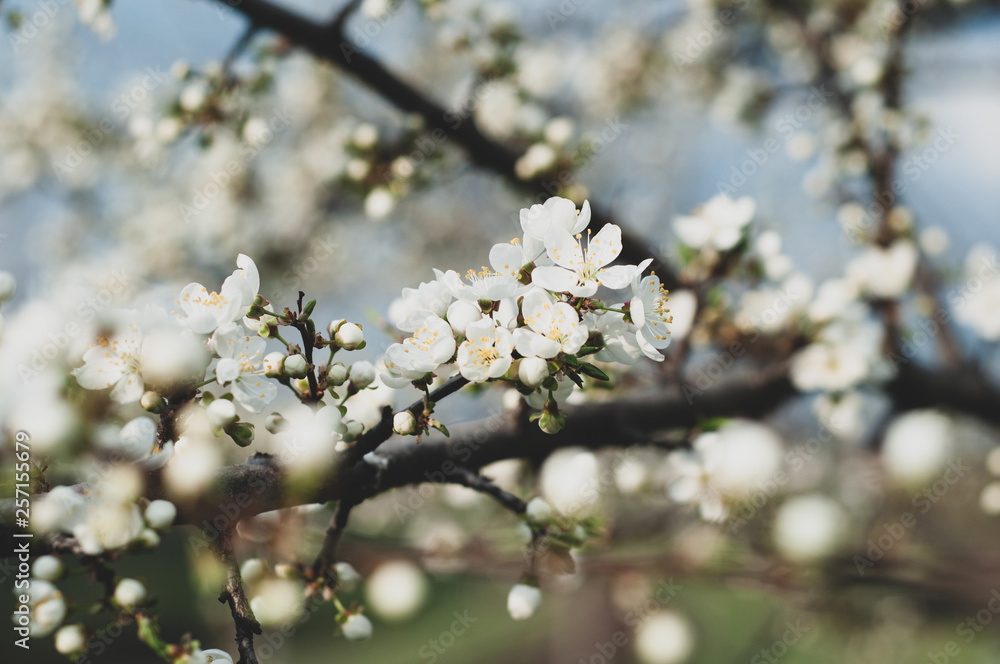 Blossoming cherry tree, a branch close-up with blooming white flowers and young green leaves against a blue sky