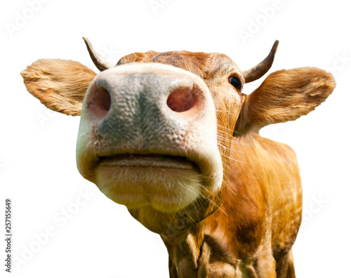 Brown cow, isolated on white background