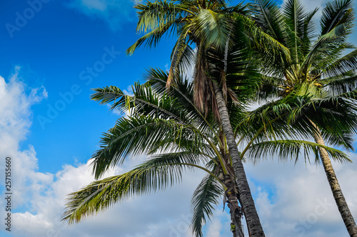 Hawaii palms