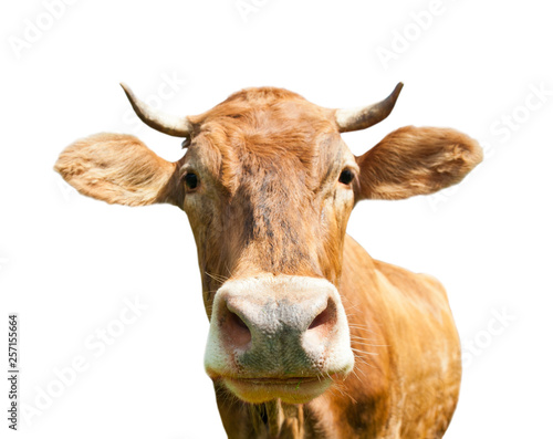 Curious brown cow (close-up), isolated on white background