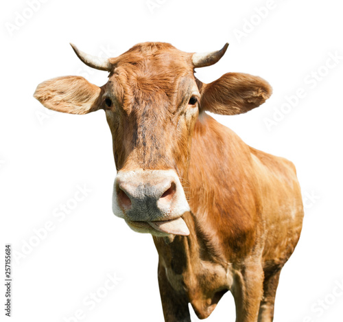 A cow puts out its tongue, isolated on white background