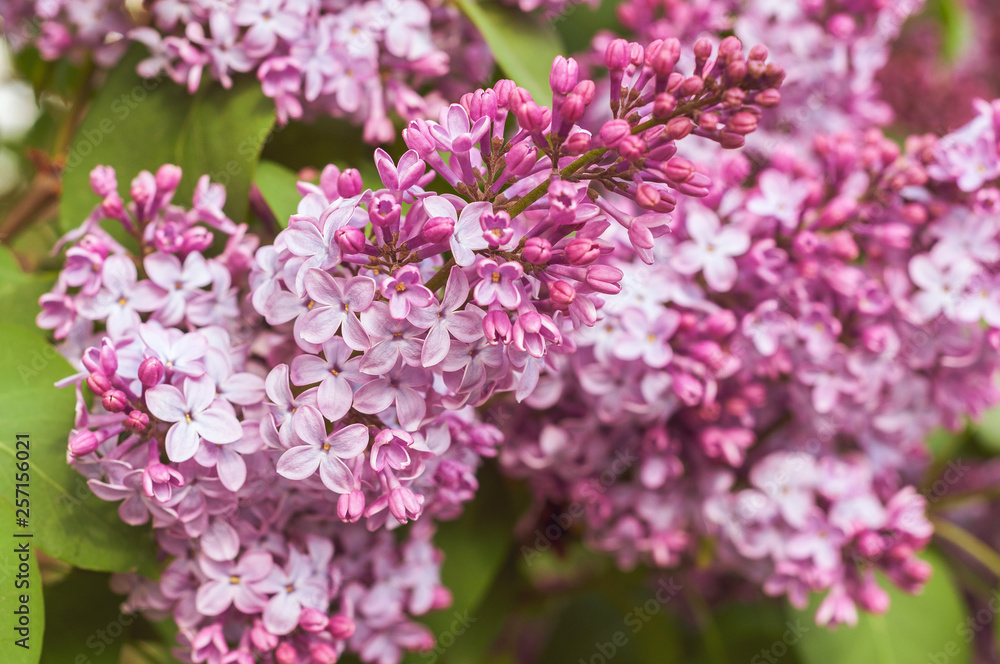 macro photo of many lilac buds and leaves macro photo of many lilac buds and leaves