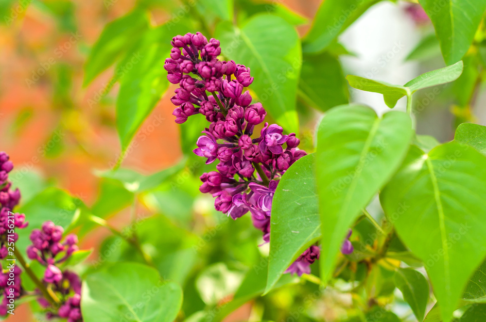 one bunch of lilac on a background of green leaves one bunch of lilac on a background of green leaves