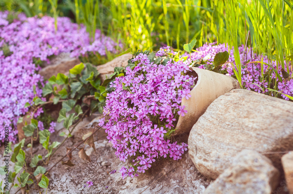 many small purple flowers buddleia on the stones in the flowerbed many small purple flowers buddleia on the stones in the flowerbed