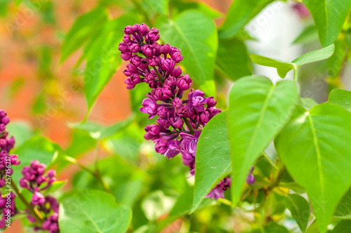 one bunch of lilac on a background of green leaves