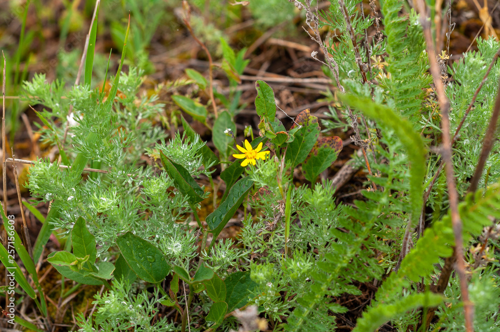 background of various green plants and tall wildflowers of yellow on the lawn background of various green plants and tall wildflowers of yellow on the lawn