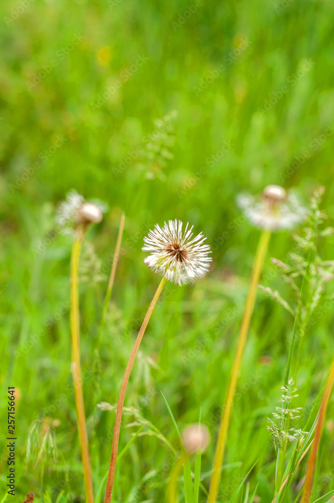 Fluffy white dandelions among green young grass Fluffy white dandelions among green young grass