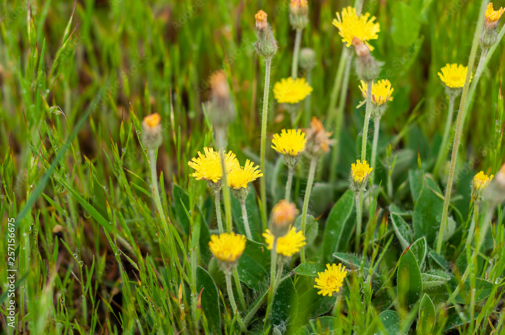 background of various green plants and tall wildflowers of yellow on the lawn