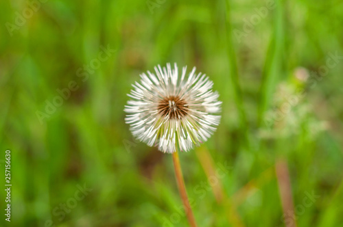 Fluffy white dandelion among green young grass on a blurred background