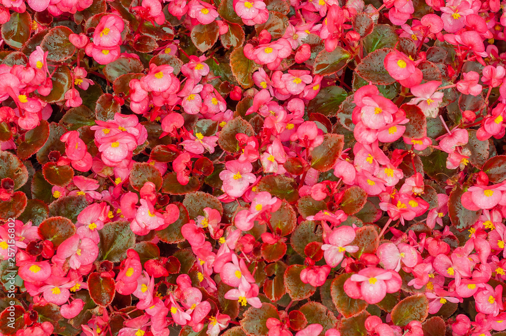 background of young flowers of red begonia closeup background of young flowers of red begonia closeup
