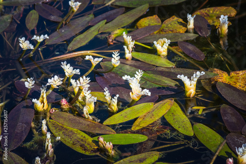 Aponogeton distachyos (waterblommetjie, water-floret, Cape-pondweed, water hawthorn, vleikos and Cape pond weed) aquatic plant photo