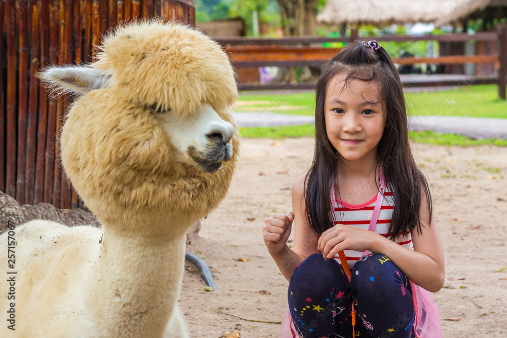 Asian littel girl taking a photo with alpaca in the park,child travel in the zoo to enjoy the alpaca in summer Asian littel girl taking a photo with alpaca in the park,child travel in the zoo to enjoy the alpaca in summer