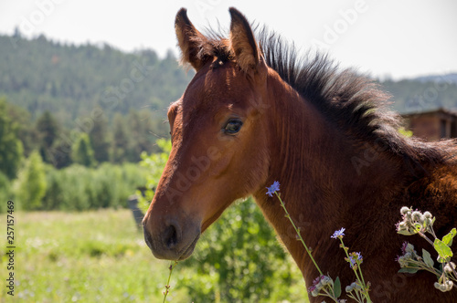 Brown horse is walking and eating grass in the meadow with flowers and trees far away. Travelling