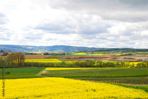 Yellow colza fields in Germany. Spring, blooming season in Europe