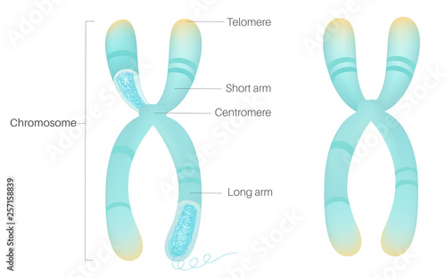 Structure of Chromosome