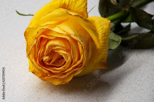 Faded big bright yellow flower of rose are laying on the white table with its shadow reflection. Green leaves and thorns. Light background