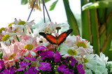 butterfly on a flower on the garden
