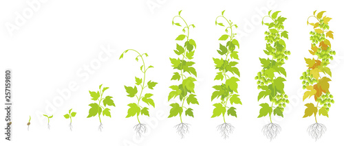 Crop stages of hop plant. Growing hop cones. Planting lupulus humulus. Vector flat Illustration. Main flavor ingredient in beer.