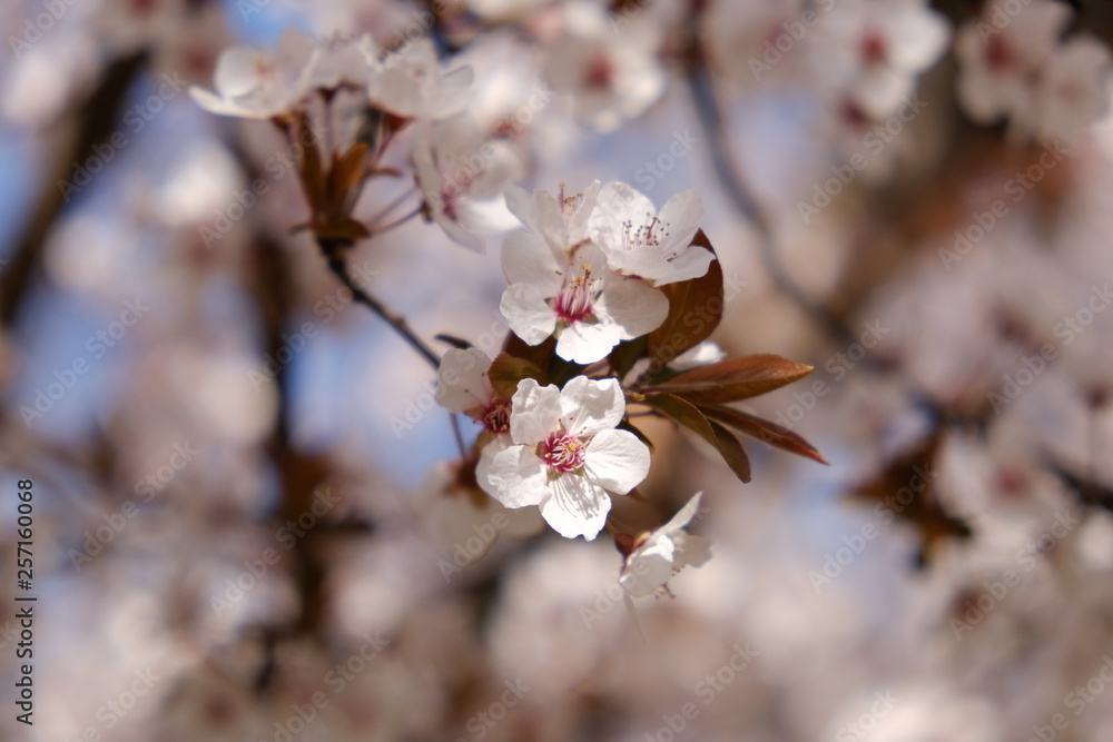 Flowers on a tree blooming on sunny springtime day Flowers on a tree blooming on sunny springtime day