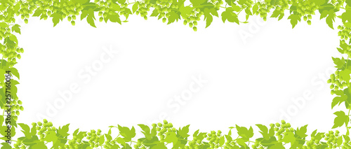 Hop plant frame rectangular banner. Border frame isolated transparent background. Green leaves and cones lupulus humulus. Vector flat Illustration for beer shop or cafe advertising.