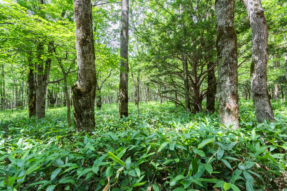 Summer Forest Landscape,Pathway at Kamikochi in Japan Summer Forest Landscape,Pathway at Kamikochi in Japan