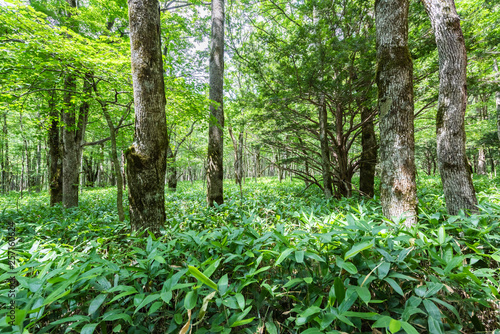 Summer Forest Landscape,Pathway at Kamikochi in Japan