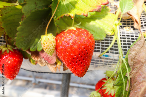 Single big red and white Strawberries that are grown in greenhouses in strawberry farm , Japan