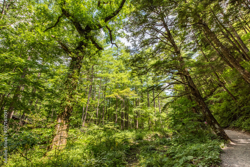 Summer Forest Landscape,Pathway at Kamikochi in Japan Summer Forest Landscape,Pathway at Kamikochi in Japan