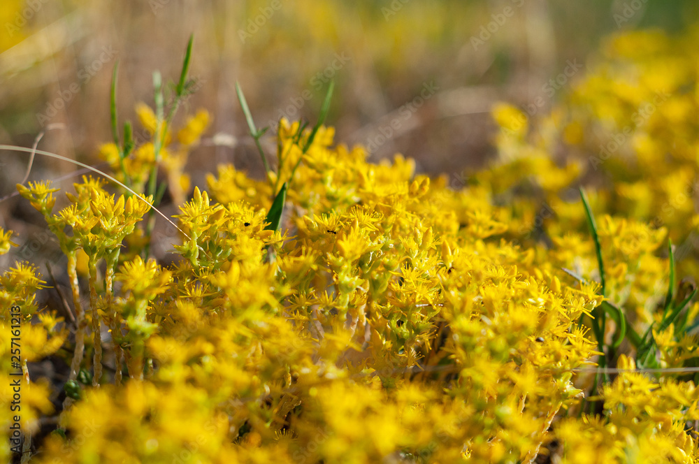 Obraz premium Yellow flowering moss Sedum Sexangulare Plants mats ornamental flowering moss ground cover plants