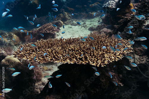 Blue ocean, colorful tropical coral reef and school of reef fish. Snorkeling on the tropical reef. Underwater paradise seascape.
