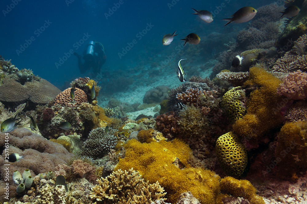 Obraz premium Scuba Diving on a Coral Reef with Tropical Fish