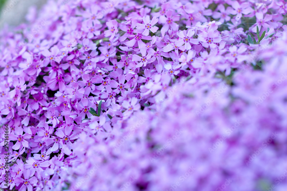 Fototapeta premium many small purple flowers buddleia with a close-up on a flowerbed